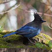 Bird of the week image