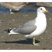 Adult breeding. Note: relatively dark mantle, red and black on tip of the bill and yellow legs Adult breeding. Note: relatively dark mantle, red and black on tip of the bill and yellow legs