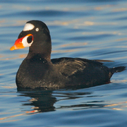 Male. Note: colorful bill. Male. Note: colorful bill.