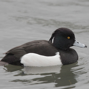 Male. Note: long tuft, and black back contrasting with pure, white flanks Male. Note: long tuft, and black back contrasting with pure, white flanks